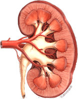 KIdney 